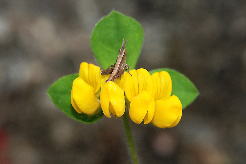 Lotus ornithopodioides / Ginestrino pie'' d''uccello